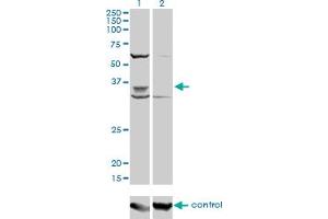 Western blot analysis of PAX9 over-expressed 293 cell line, cotransfected with PAX9 Validated Chimera RNAi (Lane 2) or non-transfected control (Lane 1).