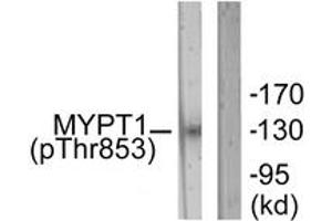 Western blot analysis of extracts from NIH-3T3 cells, using MYPT1 (Phospho-Thr853) Antibody. (PPP1R12A anticorps  (pThr853))