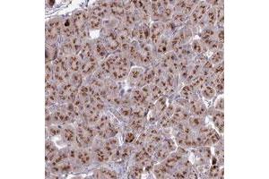 Immunohistochemical staining of human pancreas with HS2ST1 polyclonal antibody  shows strong granular cytoplasmic positivity in exocrine glandular cells. (HS2ST1 anticorps)