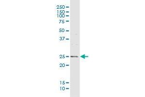 MREG MaxPab rabbit polyclonal antibody. (MREG anticorps  (AA 1-214))