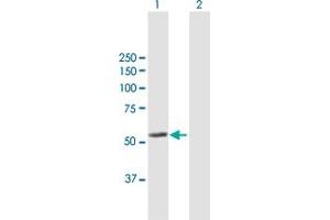 Western Blot analysis of LAP3 expression in transfected 293T cell line by LAP3 MaxPab polyclonal antibody.