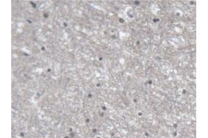 Detection of ERLIN2 in Human Cerebrum Tissue using Polyclonal Antibody to Endoplasmic Reticulum Lipid Raft Associated Protein 2 (ERLIN2)