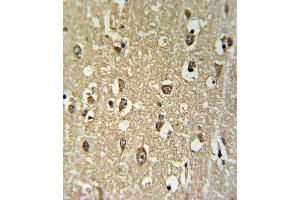 CHRNA3 Antibody IHC analysis in formalin fixed and paraffin embedded brain tissue followed by peroxidase conjugation of the secondary antibody and DAB staining. (CHRNA3 anticorps  (N-Term))