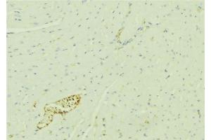 ABIN6276392 at 1/100 staining Mouse liver tissue by IHC-P. (STEAP3 anticorps  (N-Term))