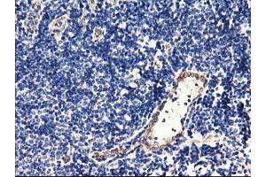 Image no. 4 for anti-Centromere Protein H (CENPH) antibody (ABIN1497471) (CENPH anticorps)