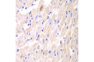 Immunohistochemistry (IHC) image for anti-14-3-3 theta (YWHAQ) (AA 1-245) antibody (ABIN3023376) (14-3-3 theta anticorps  (AA 1-245))