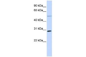 MFAP4 antibody used at 1 ug/ml to detect target protein. (MFAP4 anticorps  (N-Term))