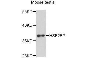 Western blot analysis of extracts of mouse testis, using HSF2BP Antibody. (HSF2BP anticorps)