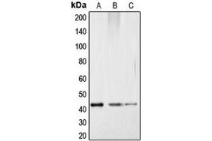Western blot analysis of CREB (pS121) expression in HepG2 colchicine-treated (A), mouse kidney (B), rat kidney (C) whole cell lysates. (CREB1 anticorps  (pSer121))