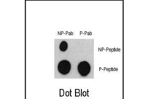 Dot blot analysis of Phospho-ATF2- Antibody (ABIN389760 and ABIN2839684) and ATF2 Non Phospho-specific Pab on nitrocellulose membrane.
