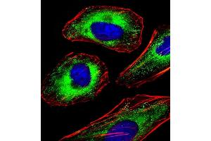 Immunofluorescent analysis of 4 % paraformaldehyde-fixed, 0.