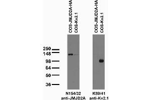 Transfected cell immunoblot: extracts of COS cells transiently transfected with HA-tagged JMJD2A and untagged Kv2.