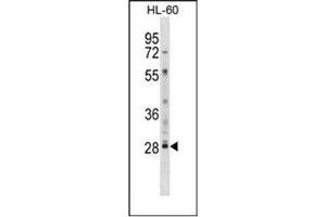 Western blot analysis of LY6G6F / C6orf21 Antibody (N-term) in HL-60 cell line lysates (35ug/lane). (LY6G6F anticorps  (N-Term))