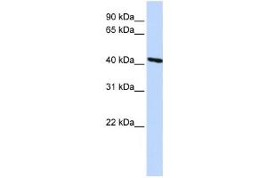 Western Blotting (WB) image for anti-Tropomodulin 3 (TMOD3) antibody (ABIN2459847) (TMOD3 anticorps)