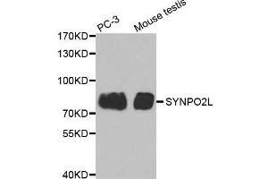 Western Blotting (WB) image for anti-Synaptopodin 2-Like (SYNPO2L) antibody (ABIN1875591) (SYNPO2L anticorps)