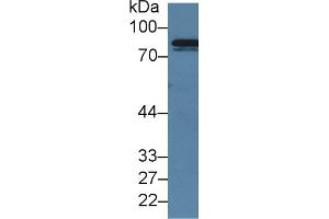 Detection of F13A1 in Mouse Serum using Polyclonal Antibody to Coagulation Factor XIII A1 Polypeptide (F13A1)
