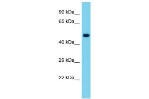 Host: Rabbit Target Name: Nle1 Sample Type: Mouse Brain lysates Antibody Dilution: 1. (NLE1 anticorps  (C-Term))
