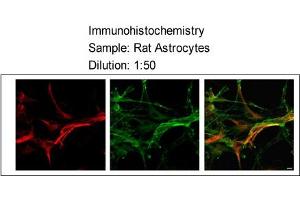 Sample type:    Rat Astrocytes  Dilution:    1:50 (MLC1 anticorps  (Middle Region))