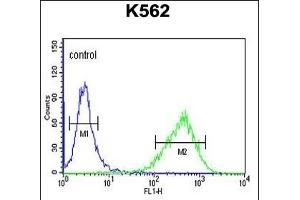 UPK1B Antibody (Center) (ABIN653680 and ABIN2843007) flow cytometric analysis of K562 cells (right histogram) compared to a negative control (left histogram). (Uroplakin 1B anticorps  (AA 159-188))