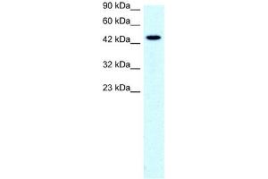 SLC17A2 antibody used at 0. (SLC17A2 anticorps)