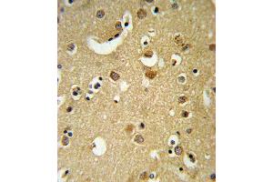 GABRA2 Antibody (C-term) (ABIN653245 and ABIN2842770) IHC analysis in formalin fixed and paraffin embedded brain tissue followed by peroxidase conjugation of the secondary antibody and DAB staining. (GABRA2 anticorps  (C-Term))