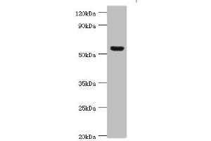 Western blot All lanes: Vitronectin antibody at 12 μg/mL + HepG2 whole cell lysate Secondary Goat polyclonal to rabbit IgG at 1/10000 dilution Predicted band size: 54 kDa Observed band size: 54 kDa (Vitronectin anticorps  (AA 364-478))
