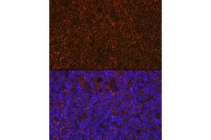 anti-CD27 Molecule (CD27) antibody