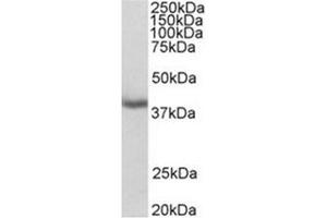 Image no. 1 for anti-Mortality Factor 4 Like 1 (MORF4L1) (N-Term) antibody (ABIN487997) (MORF4L1 anticorps  (N-Term))
