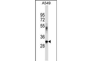 Western blot analysis in A549 cell line lysates (35ug/lane). (BNIP2 anticorps  (C-Term))