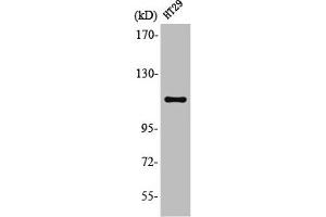 Western Blot analysis of HT29 cells using Lfc Polyclonal Antibody (ARHGEF2 anticorps  (Ser885))