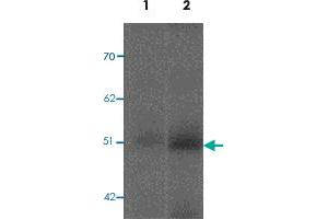 Western blot analysis of FBXL16 in human spleen tissue lysate with FBXL16 polyclonal antibody  at 0. (FBXL16 anticorps  (C-Term))