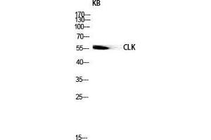 Western Blot (WB) analysis of KB lysis using CLK1 antibody.