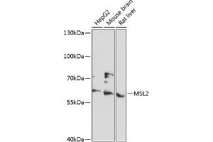 anti-Male-Specific Lethal 2 Homolog (MSL2) (AA 328-577) antibody