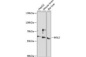 Western blot analysis of extracts of various cell lines, using MSL2 antibody (ABIN6133171, ABIN6144069, ABIN6144070 and ABIN6216970) at 1:3000 dilution. (MSL2 anticorps  (AA 328-577))