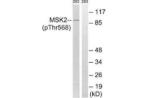 Western blot analysis of extracts from 293 cells, treated with H2O2 (100uM, 15 mins), using MSK2 (Phospho-Thr568) antibody. (MSK2 anticorps  (pThr568))