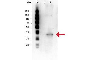 Rabbit anti-Mcl-1 WB Western Blot of Rabbit anti-Mcl-1 antibody.