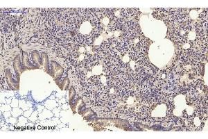 Immunohistochemical analysis of paraffin-embedded rat lung tissue.