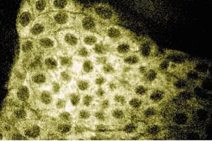 Immunofluorescence staining of MDCK cells (Canine kidney, ATCC CCL-34).