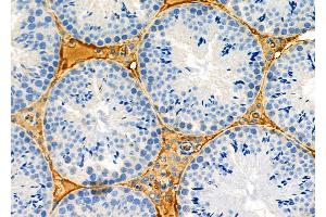 ABIN6263344 and ABIN6273141 at 1/100 staining Mouse testis tissue by IHC-P. (MPZL2 anticorps  (Internal Region))