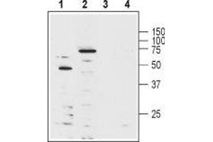 Western blot analysis of human Jurkat T cell leukemia cell lysate (lanes 1 and 3) and mouse brain lysate (lanes 2 and 4): - 1-2.