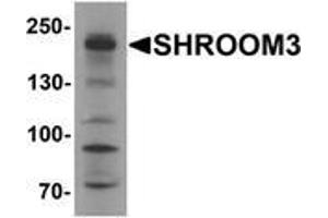 Western blot analysis of SHROOM3 in SK-N-SH cell lysate with SHROOM3 Antibody at 1 μg/ml (SHROOM3 anticorps  (Middle Region))