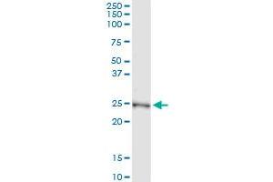 Immunoprecipitation of NME5 transfected lysate using anti-NME5 MaxPab rabbit polyclonal antibody and Protein A Magnetic Bead , and immunoblotted with NME5 purified MaxPab mouse polyclonal antibody (B01P) . (NME5 anticorps  (AA 1-212))