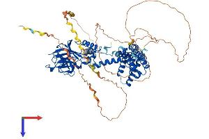 AlphaFold protein structure predicition of Human Recombinant RANBP9 Protein, UniprotID Q96S59
