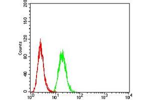 Flow cytometric analysis of Hela cells using CTNNB1 mouse mAb (green) and negative control (red).