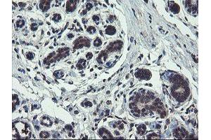 Image no. 4 for anti-TSC22 Domain Family, Member 1 (TSC22D1) antibody (ABIN1501535) (TSC22D1 anticorps)