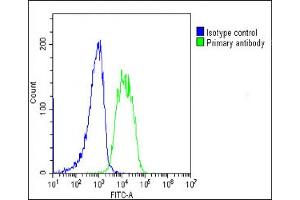 Overlay histogram showing SH-SY5Y cells stained with ABIN653897(green line). (AMH anticorps  (AA 424-451))