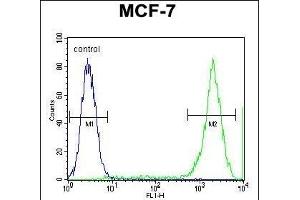PCDH20 Antibody (Center) (ABIN655602 and ABIN2845086) flow cytometric analysis of MCF-7 cells (right histogram) compared to a negative control cell (left histogram). (PCDH20 anticorps  (AA 445-472))