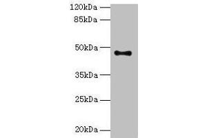 Western blot All lanes: AADACL2 antibody at 2 μg/mL + PC-3 whole cell lysate Secondary Goat polyclonal to rabbit IgG at 1/10000 dilution Predicted band size: 47, 6 kDa Observed band size: 47 kDa (AADACL2 anticorps  (AA 203-401))