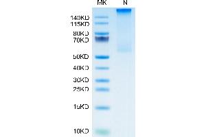 Cynomolgus HLA-G Complex Tetramer on Tris-Bis PAGE under Non reducing (N) condition.