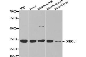 Western Blotting (WB) image for anti-Guanine Nucleotide Binding Protein (G Protein), beta Polypeptide 2-Like 1 (GNB2L1) antibody (ABIN1872850) (GNB2L1 anticorps)